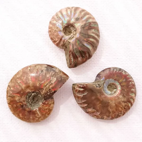 ammonit